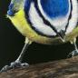 Preview: Blue tit original acrylic bird painting