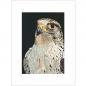 Preview: Peregrine falcon bird of prey wall art print