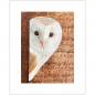 Preview: Barn Owl wall art print