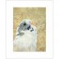 Preview: White Budgie wall art print