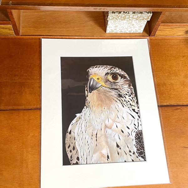 Peregrine falcon bird of prey wall art print